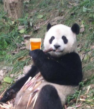 panda beer